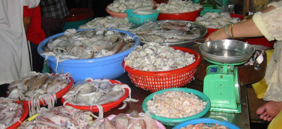 img_calamares Img calamares
