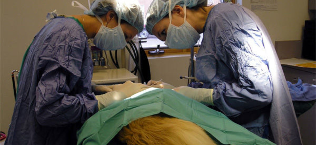 Img veterinarias