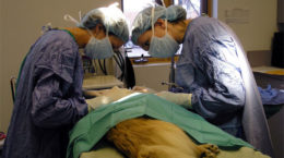 Img veterinarias