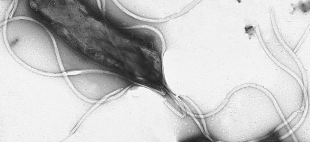 Img helicobacterpylori