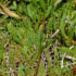 Img salicornia