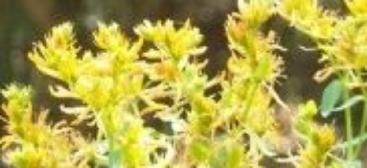 Img hierbasanjuan listado