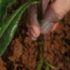 Img plantando