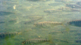 Img salmones piscifactoria