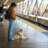 Img perro guia tren