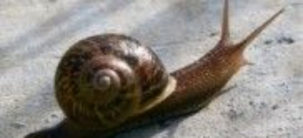 Img caracol listado