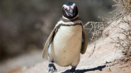 Img pinguino
