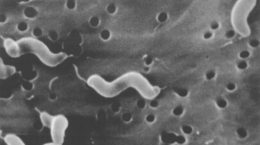 Img campylobacter