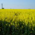 Img canola