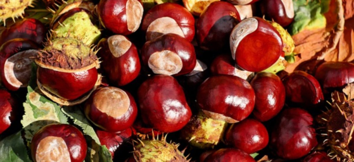 castañas, fruto de invierno