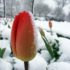 Img tulipan nieve