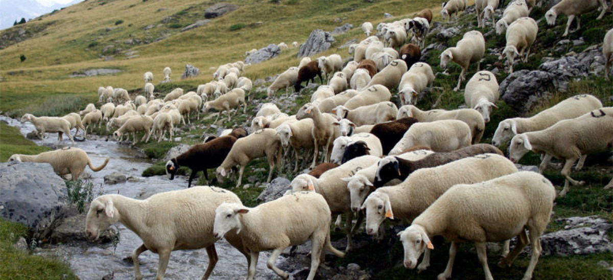 Img ovejas cabras