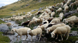 Img ovejas cabras