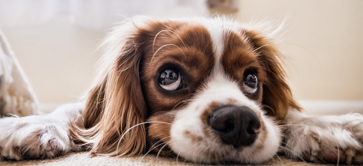 Perro primer plano