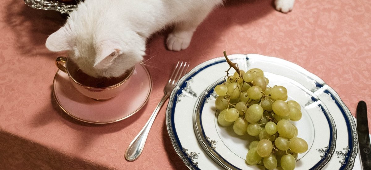 comidas peligrosas para el gato
