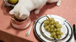 comidas peligrosas para el gato