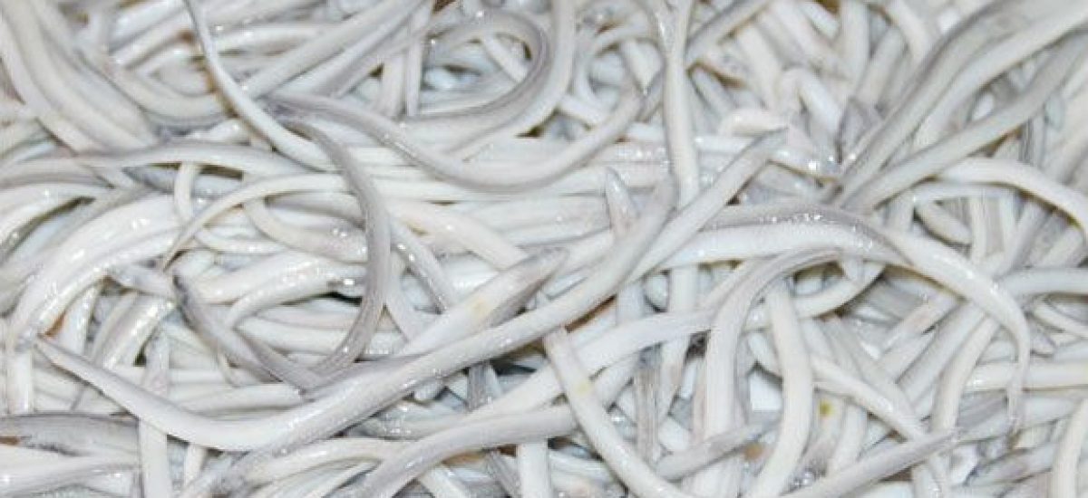 img_angulas Img angulas