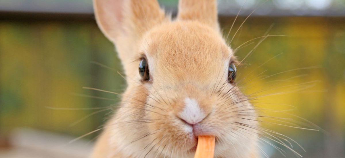 alimentación para conejos como mascota