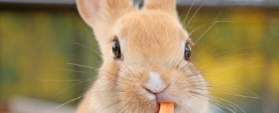 alimentación para conejos como mascota