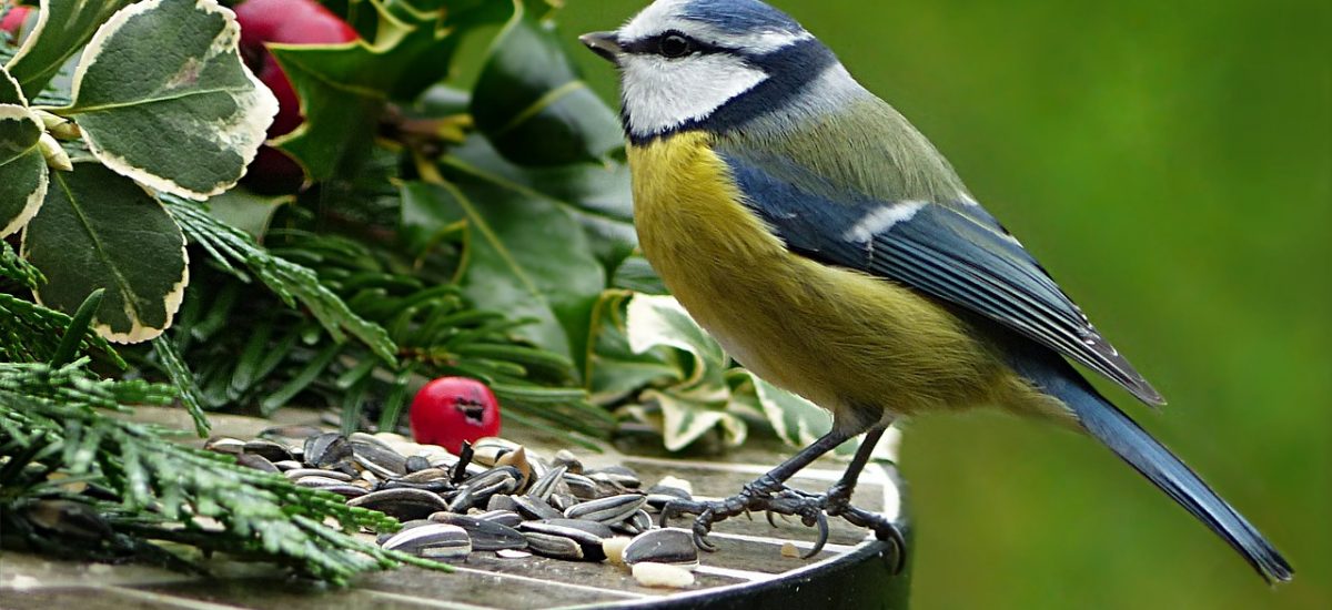 Pájaro posado en mesa jardín