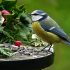 Pájaro posado en mesa jardín