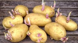 patatas con brotes riesgos