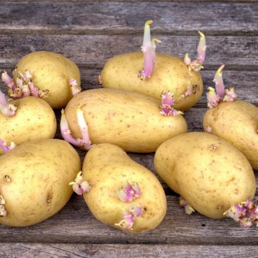 patatas con brotes riesgos