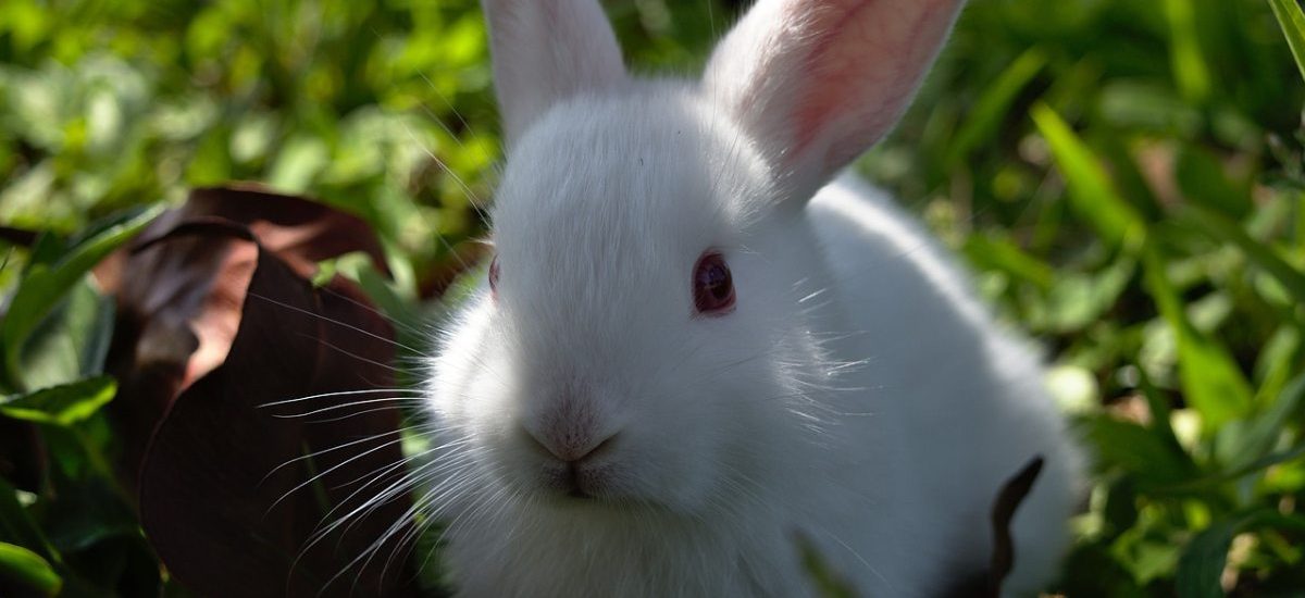 conejo albino cuidados