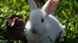 conejo albino cuidados