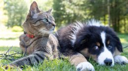 mascotas ley protección animal