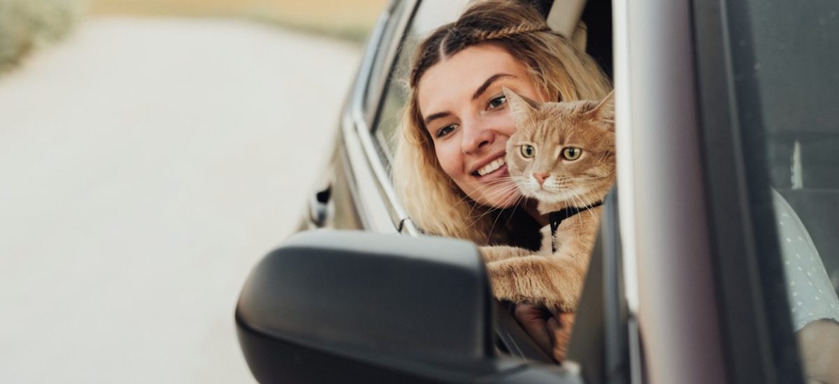 Cómo evitar que un gato se maree en el coche