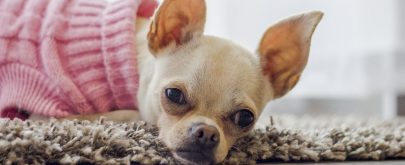 dispositivos antiladrido para perros