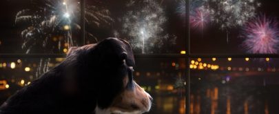 fuegos artificiales afectan perros