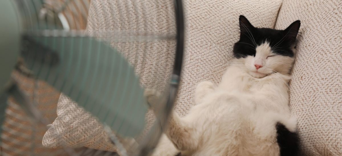 evitar golpe de calor en gatos