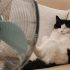 evitar golpe de calor en gatos