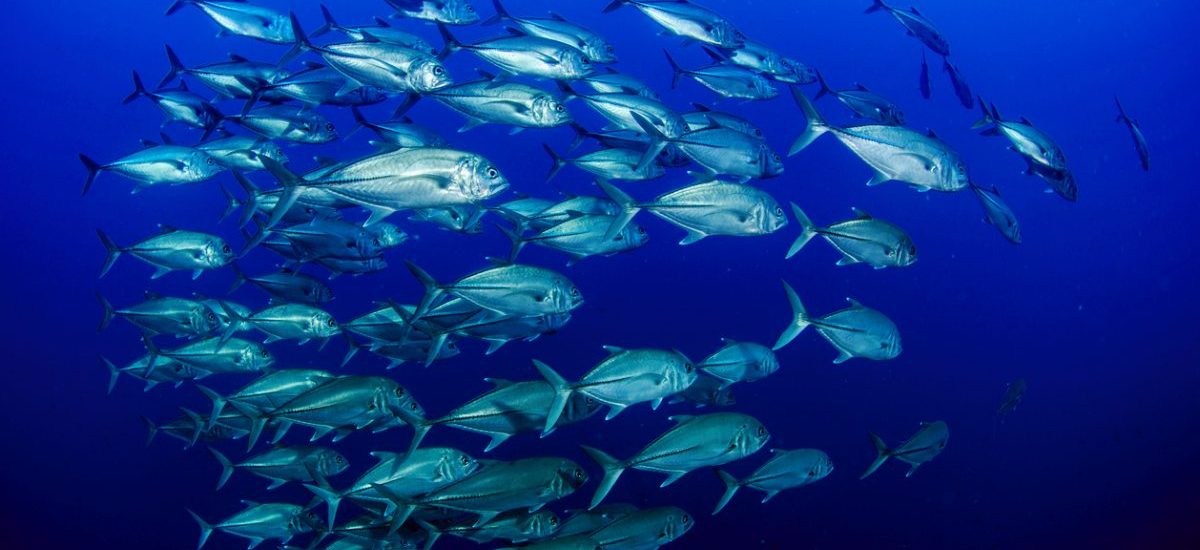 beneficios pesca sostenible