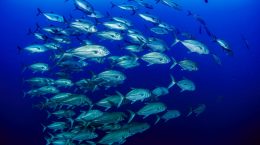 beneficios pesca sostenible