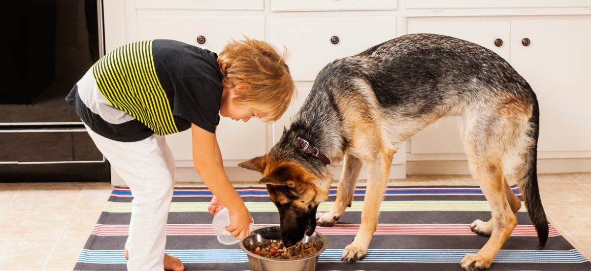 puedo comer pienso de animales