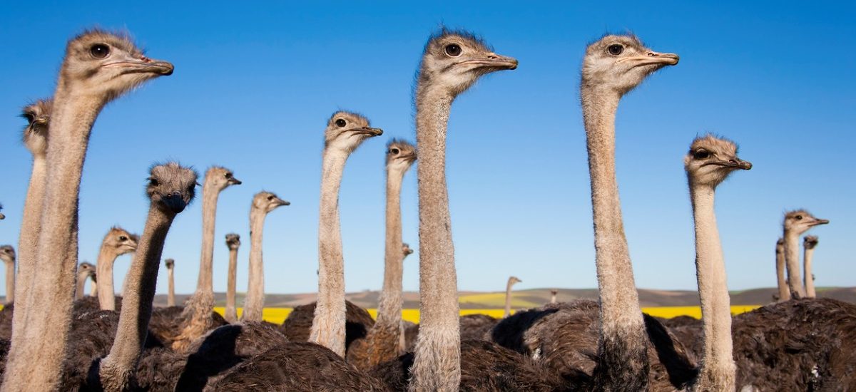 avestruz para consumo humano