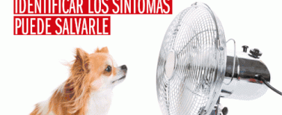 síntomas golpe calor perros