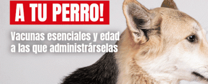 vacunas para perros