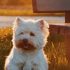 West_highland_white_terrier