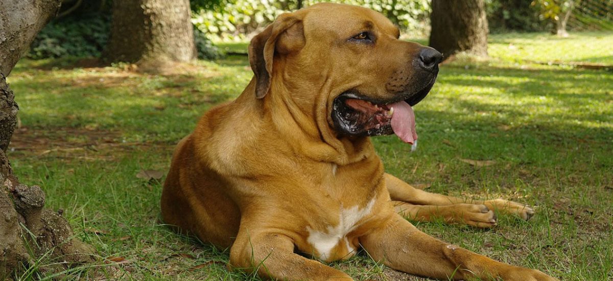 Fila brasileiro