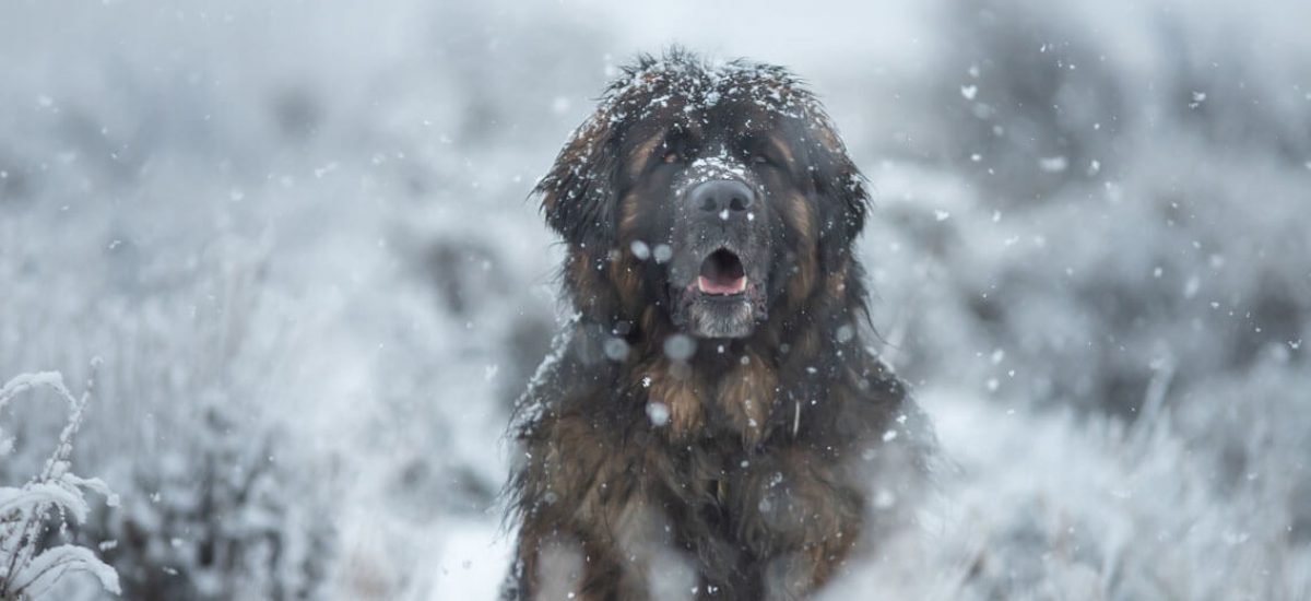Leonberger1 Leonberger