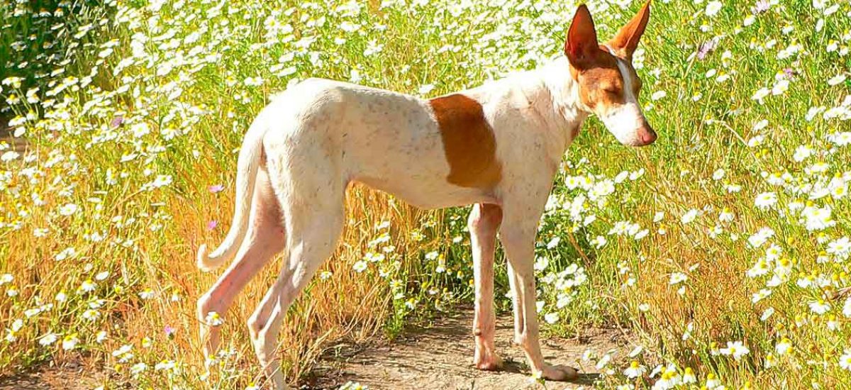 Podenco_canario