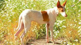 Podenco_canario