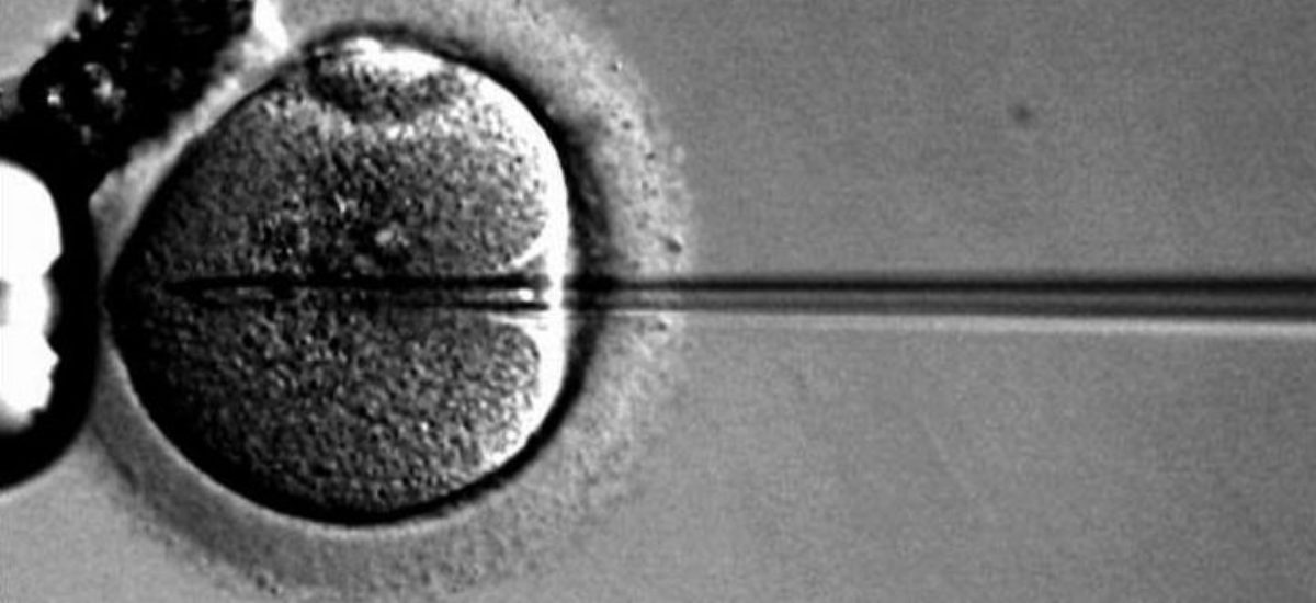 Img in vitro