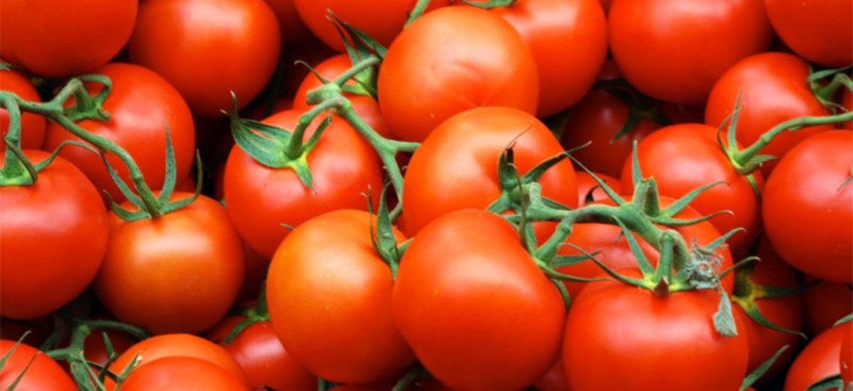 img_tomates-1 Img tomates
