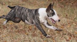 Bull_Terrier