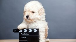 razas de perros pequeños en el cine